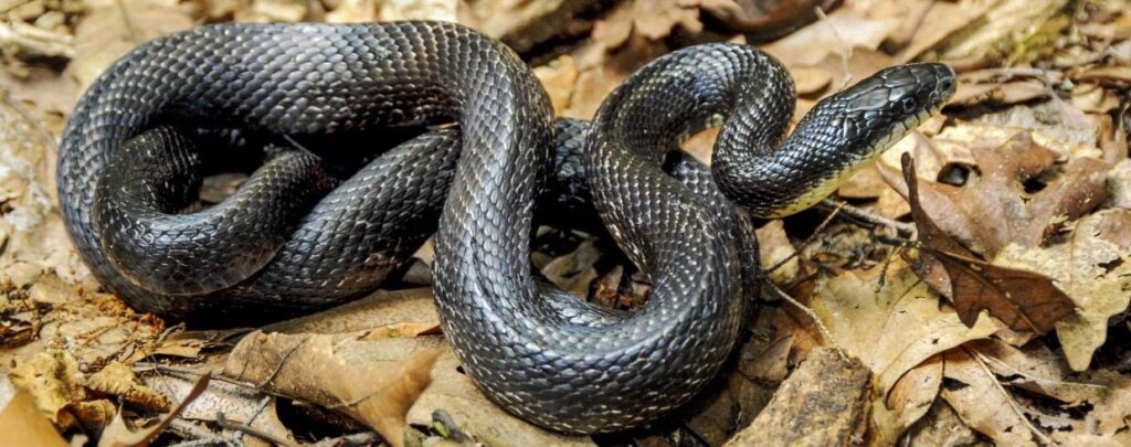 Eastern Rat Snake