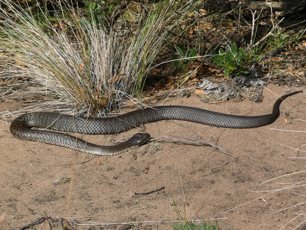 Eastern Tiger Snake