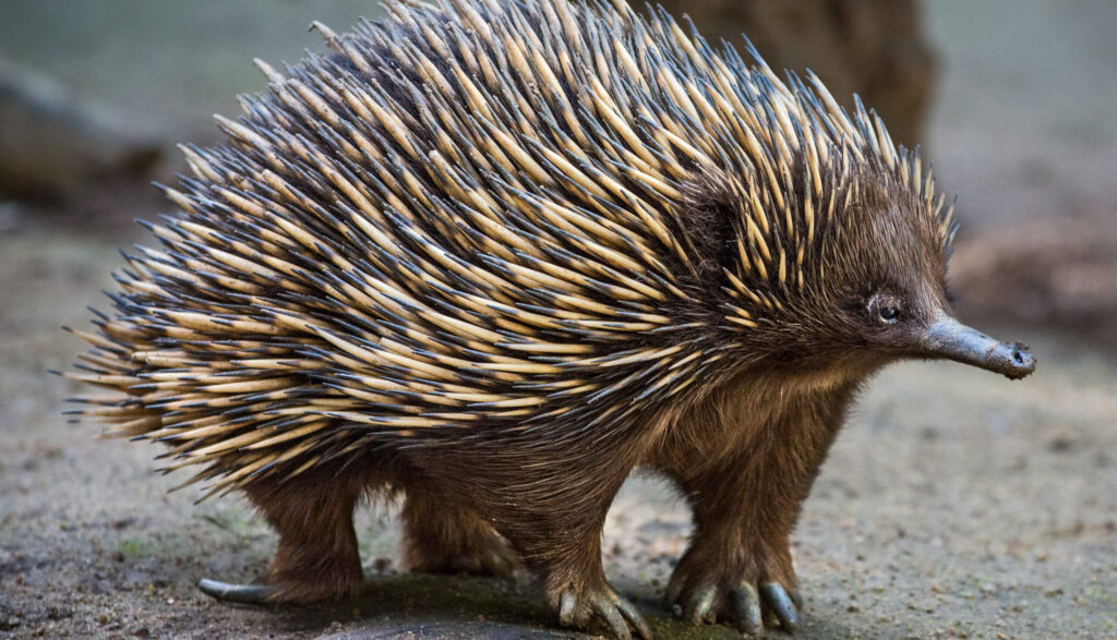 Echidna