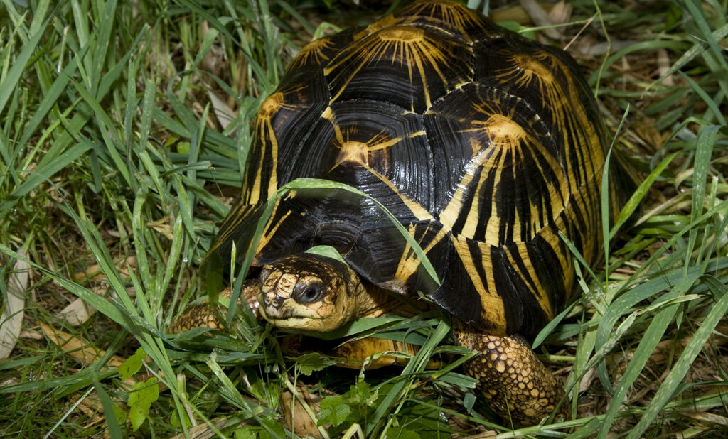 Radiated Tortoise