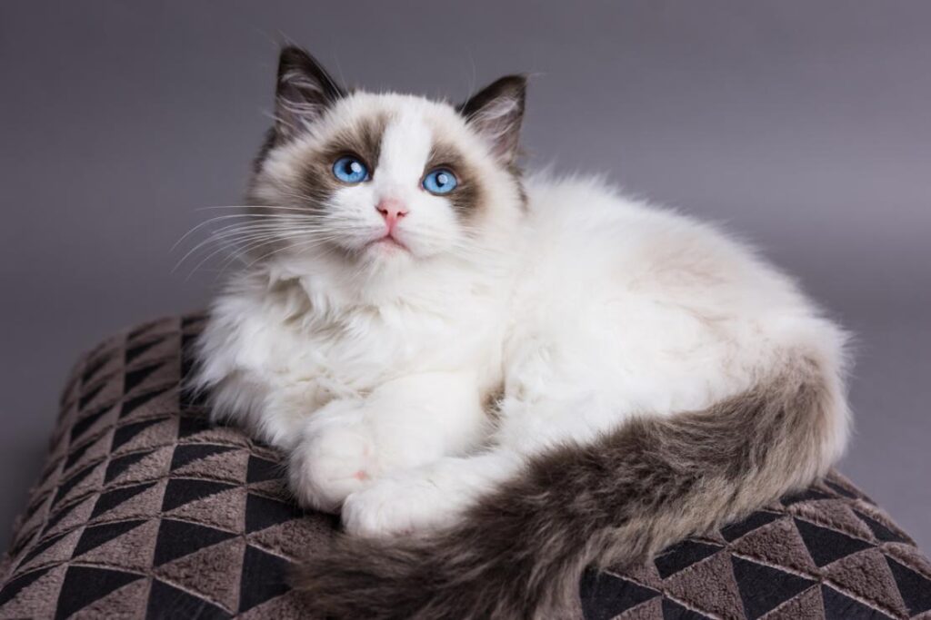 Ragdoll Cat