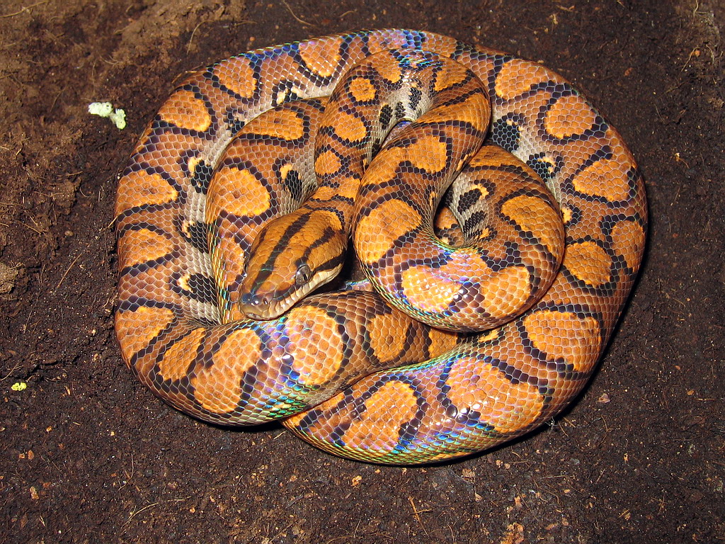 Rainbow Boa