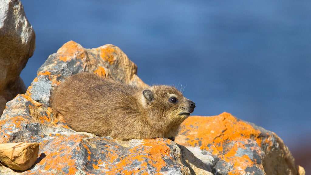 Rock Hyrax