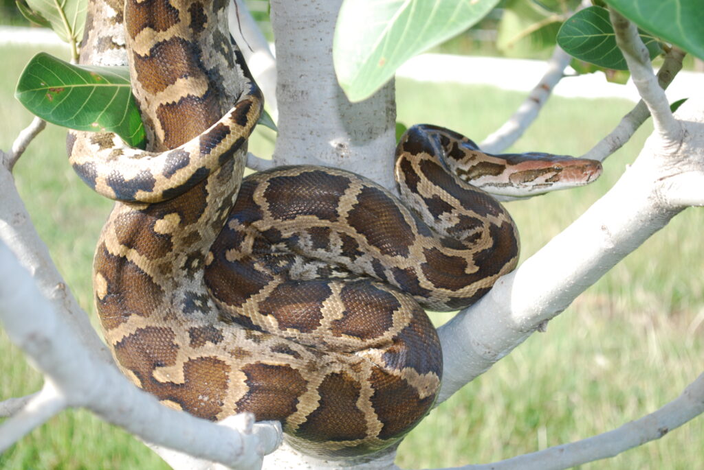 Rock Python