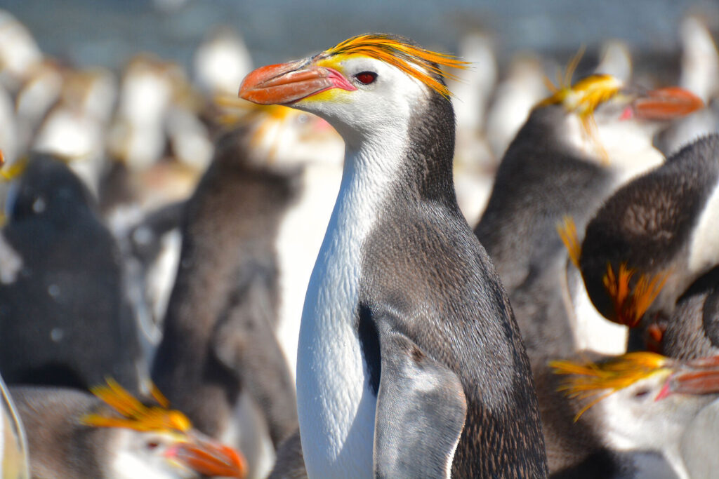 royal penguin