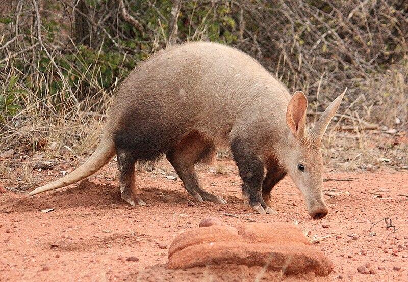 Aardvark