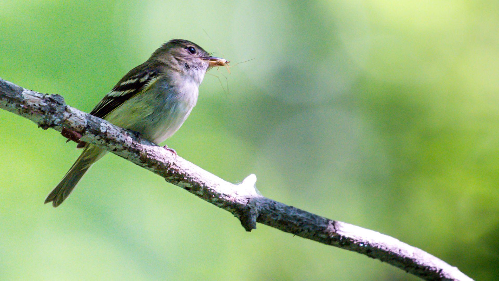 Acadian_Flycatcher