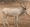 Addax