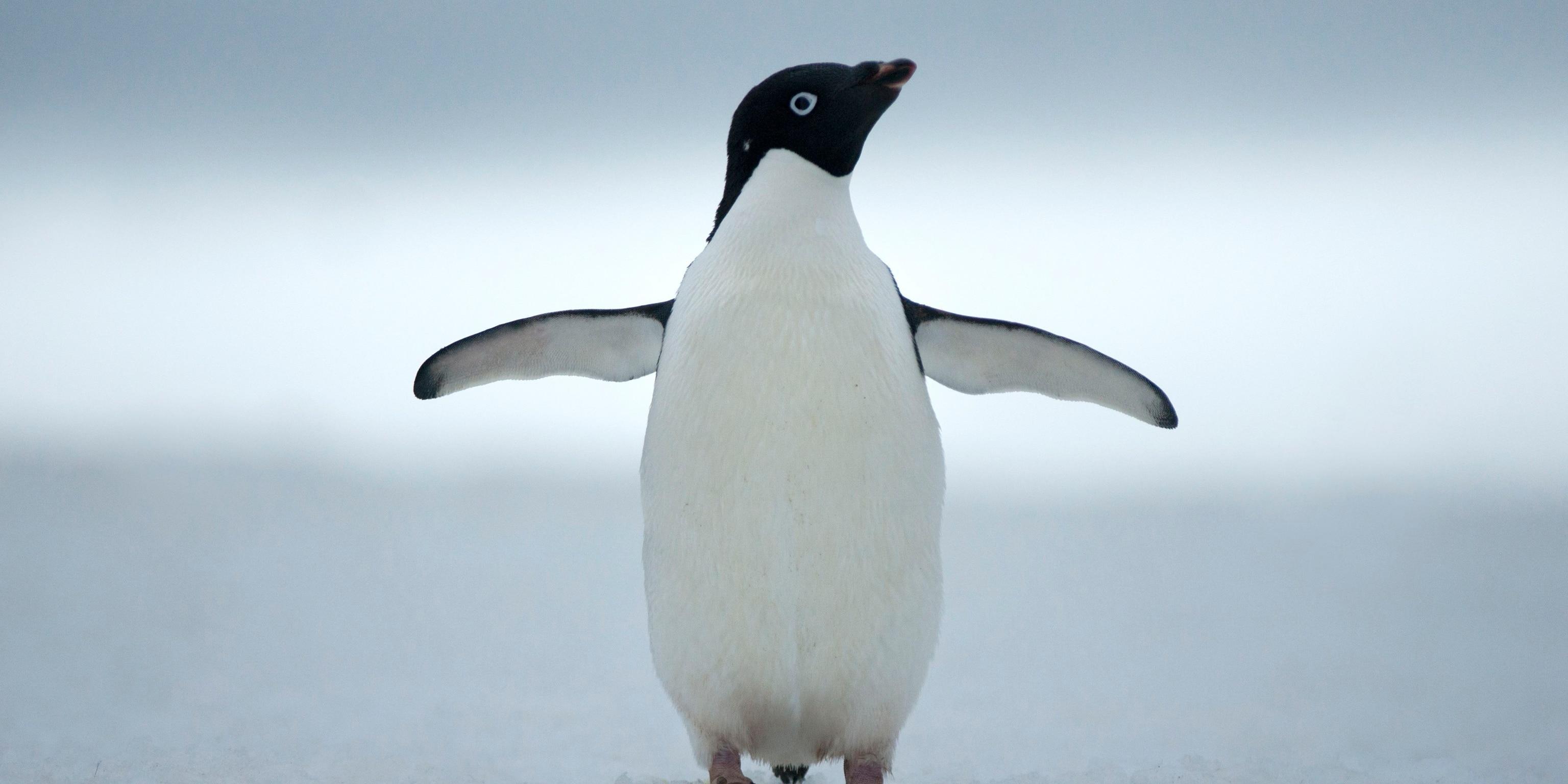 Adelie_Penguin