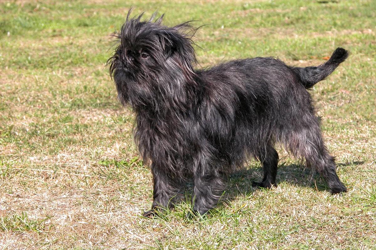 Affenpinscher