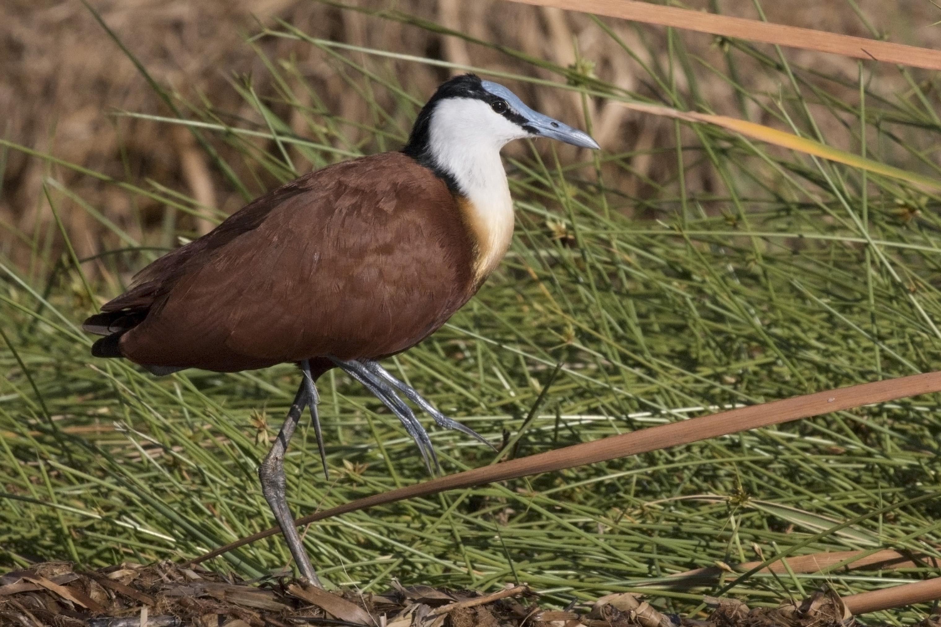 African_Jacana