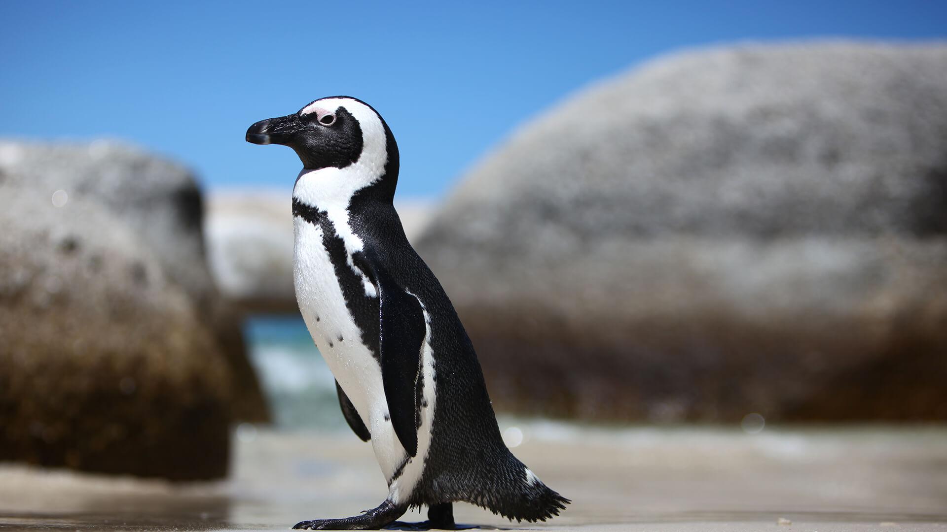 African_Penguin