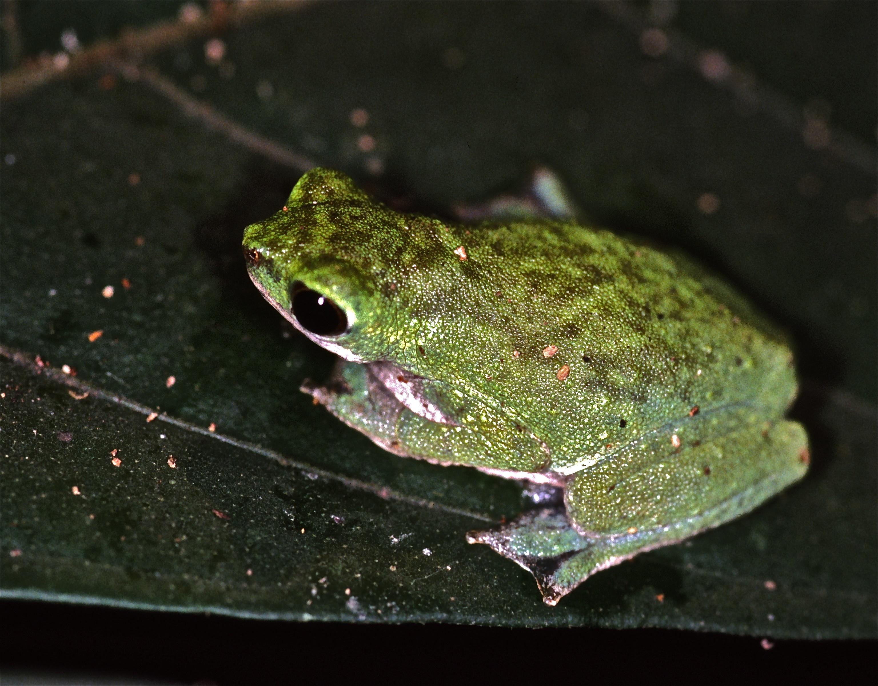 African_Tree_Toad