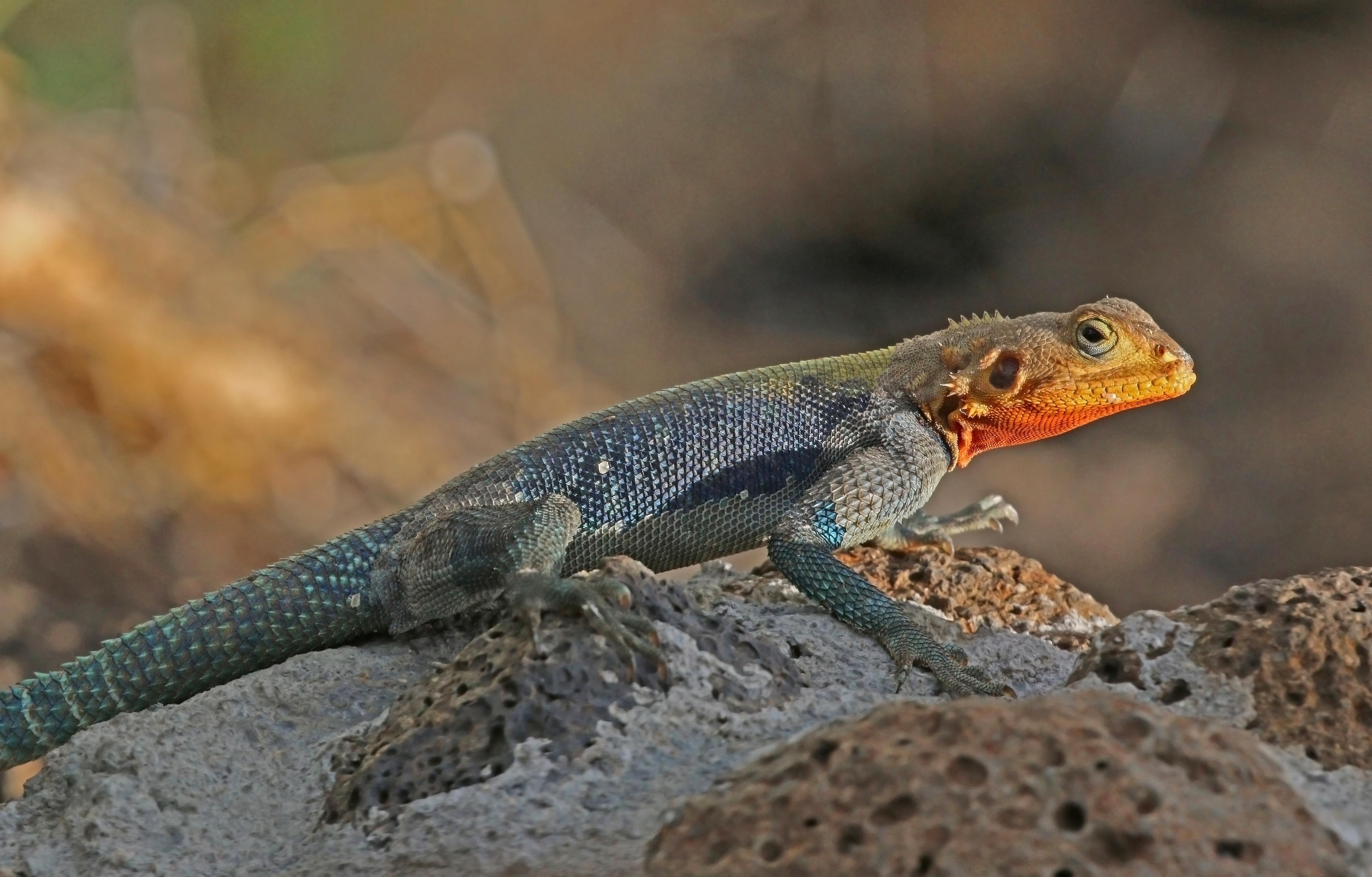 Agama_Lizard