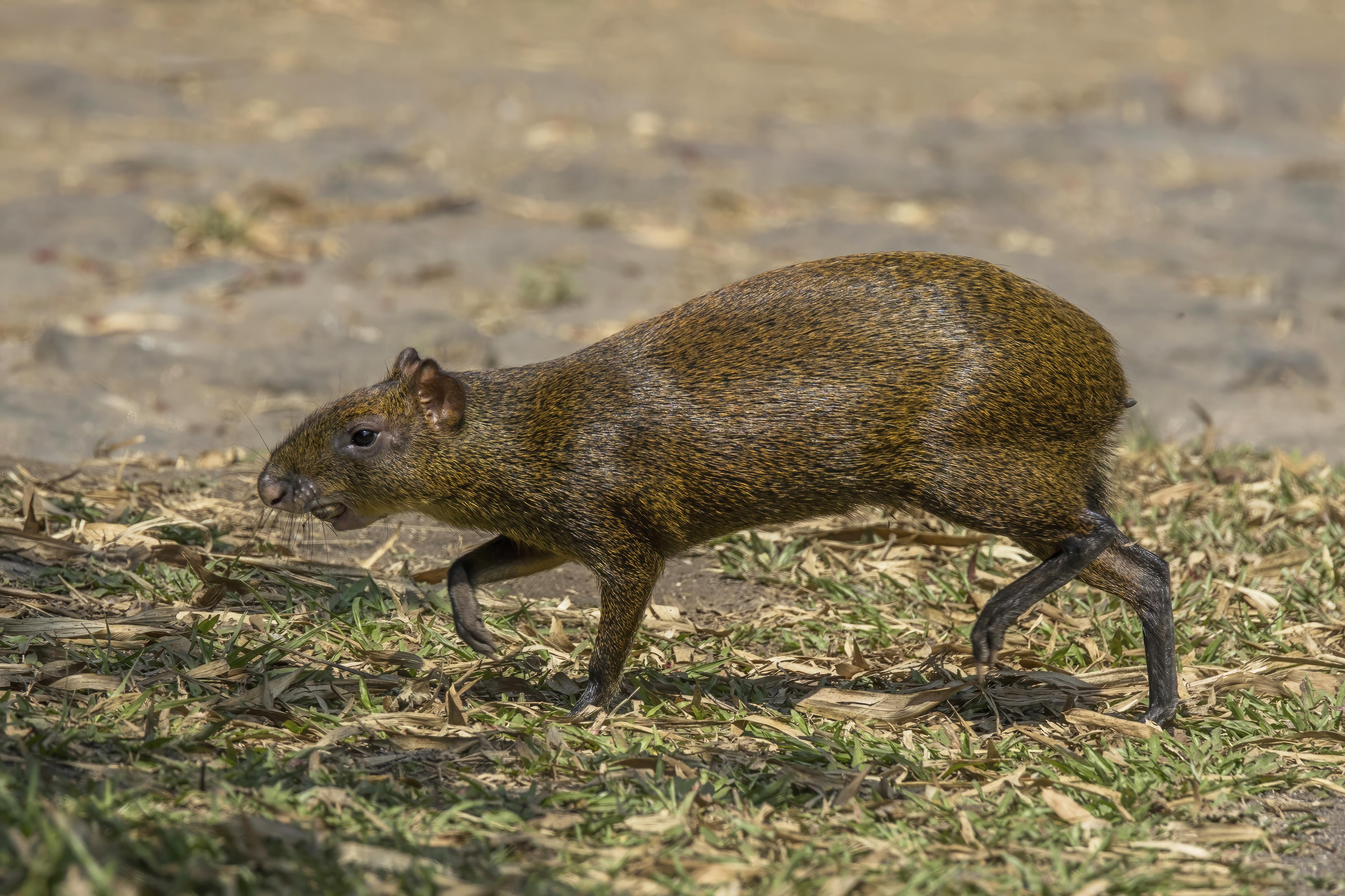 Agouti