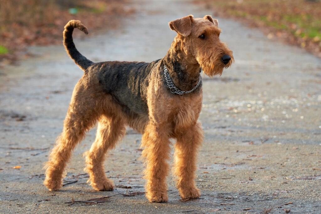 Airedale_Terrier