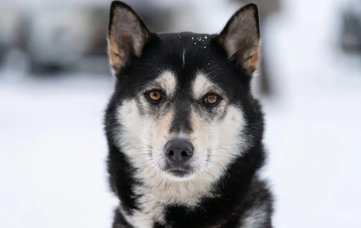 Alaskan_Husky