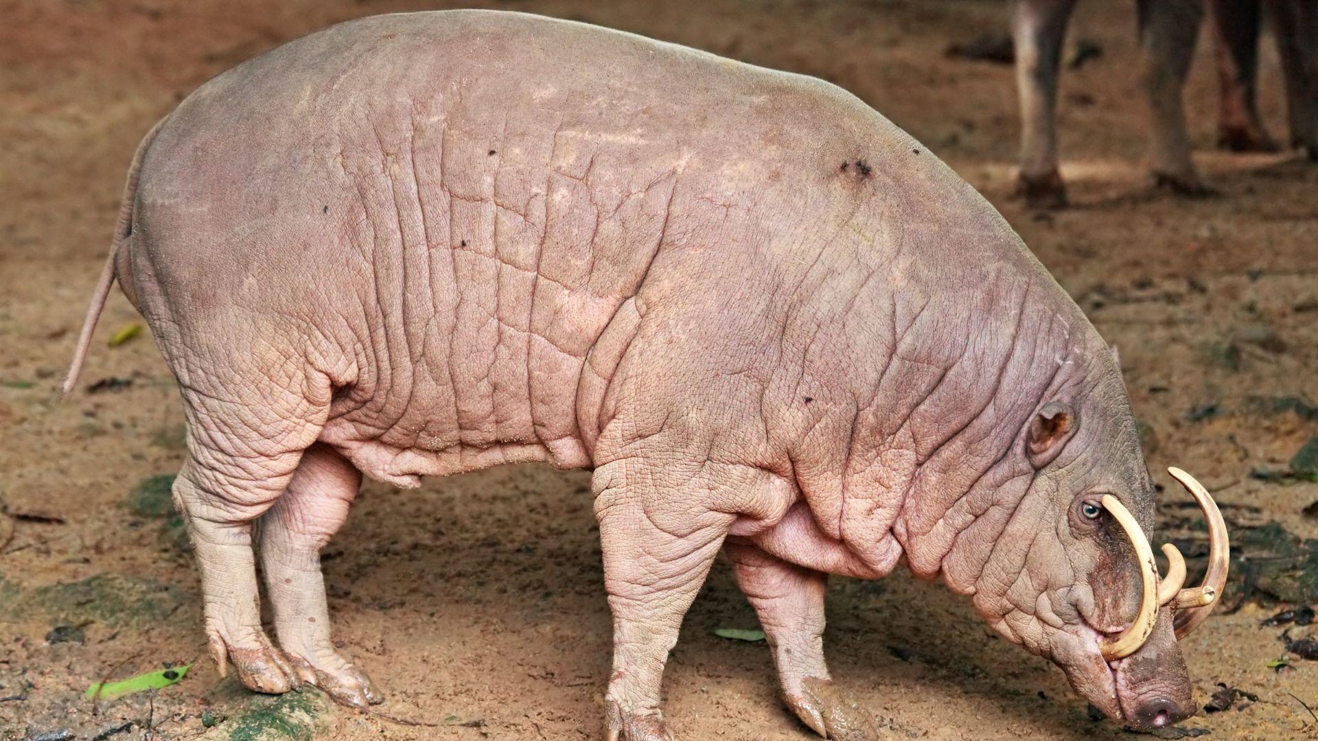 Babirusa