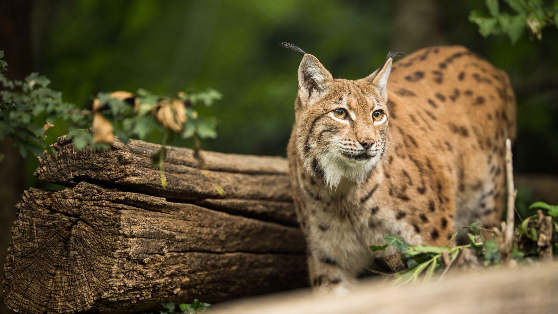 Balkan_Lynx