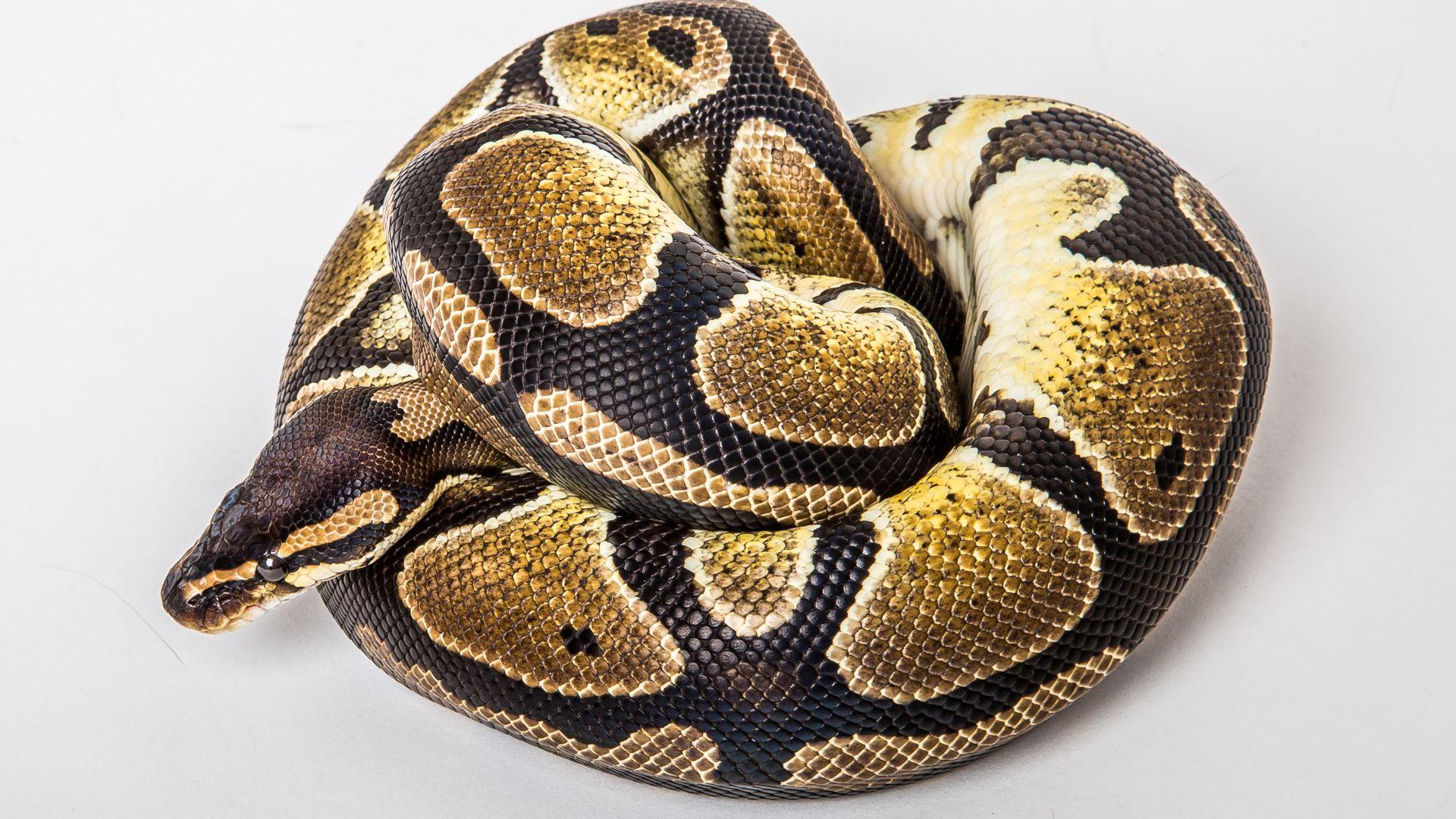 Ball_Python