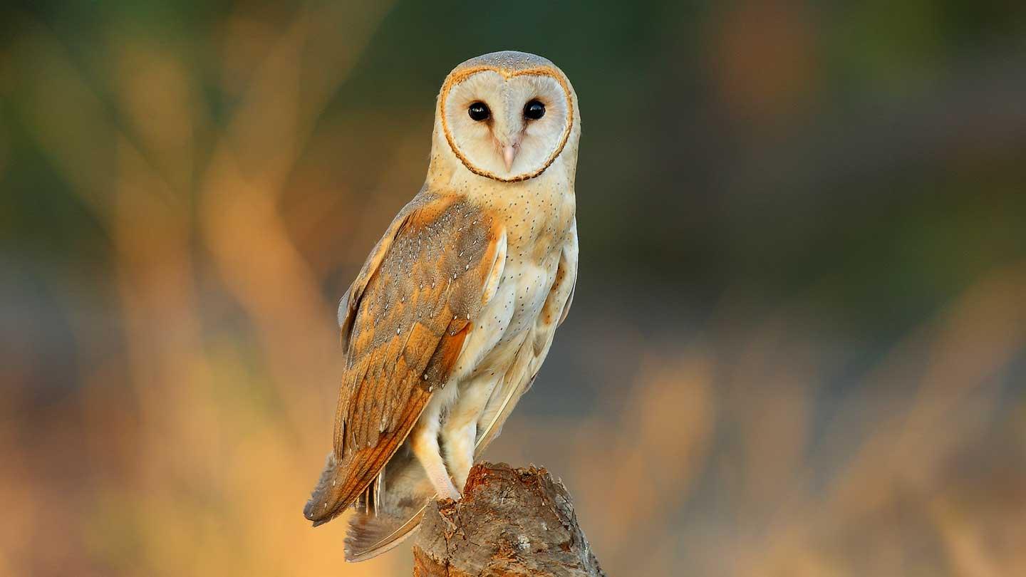 Barn_Owl