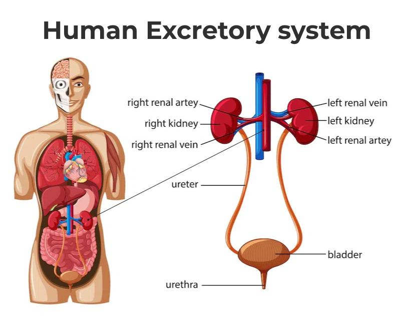 Basics of the Excretory System