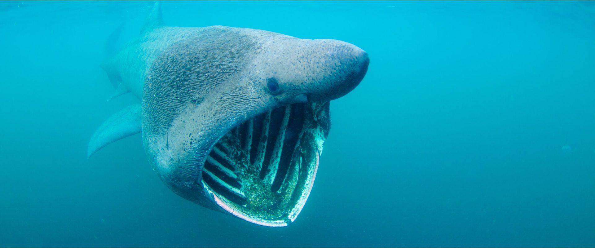 Basking_Shark