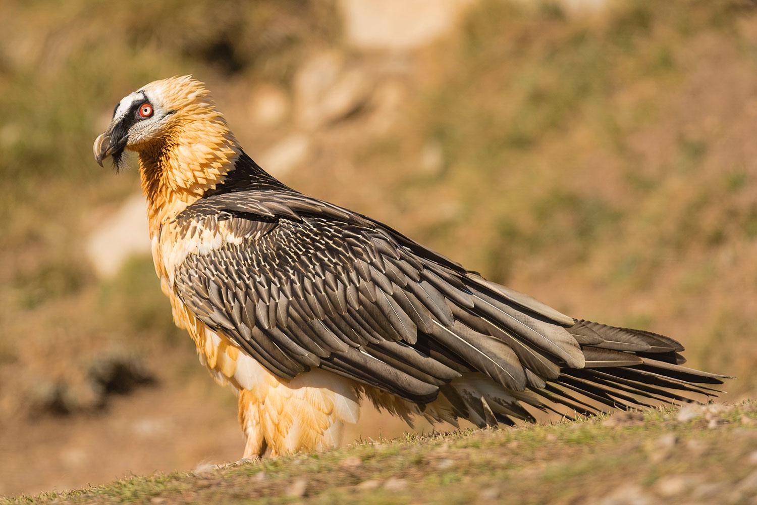 Bearded_Vulture