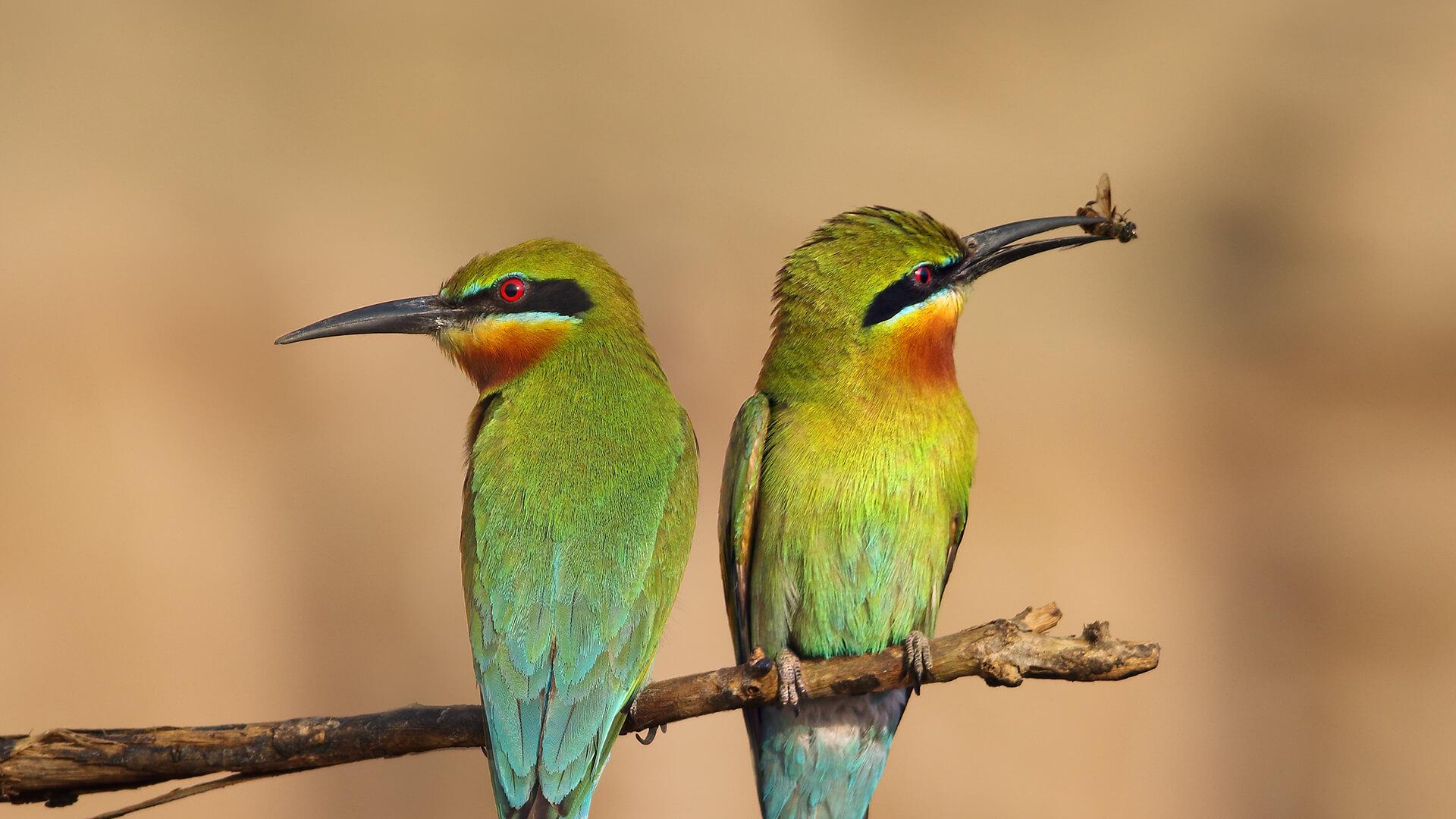 Bee-Eater