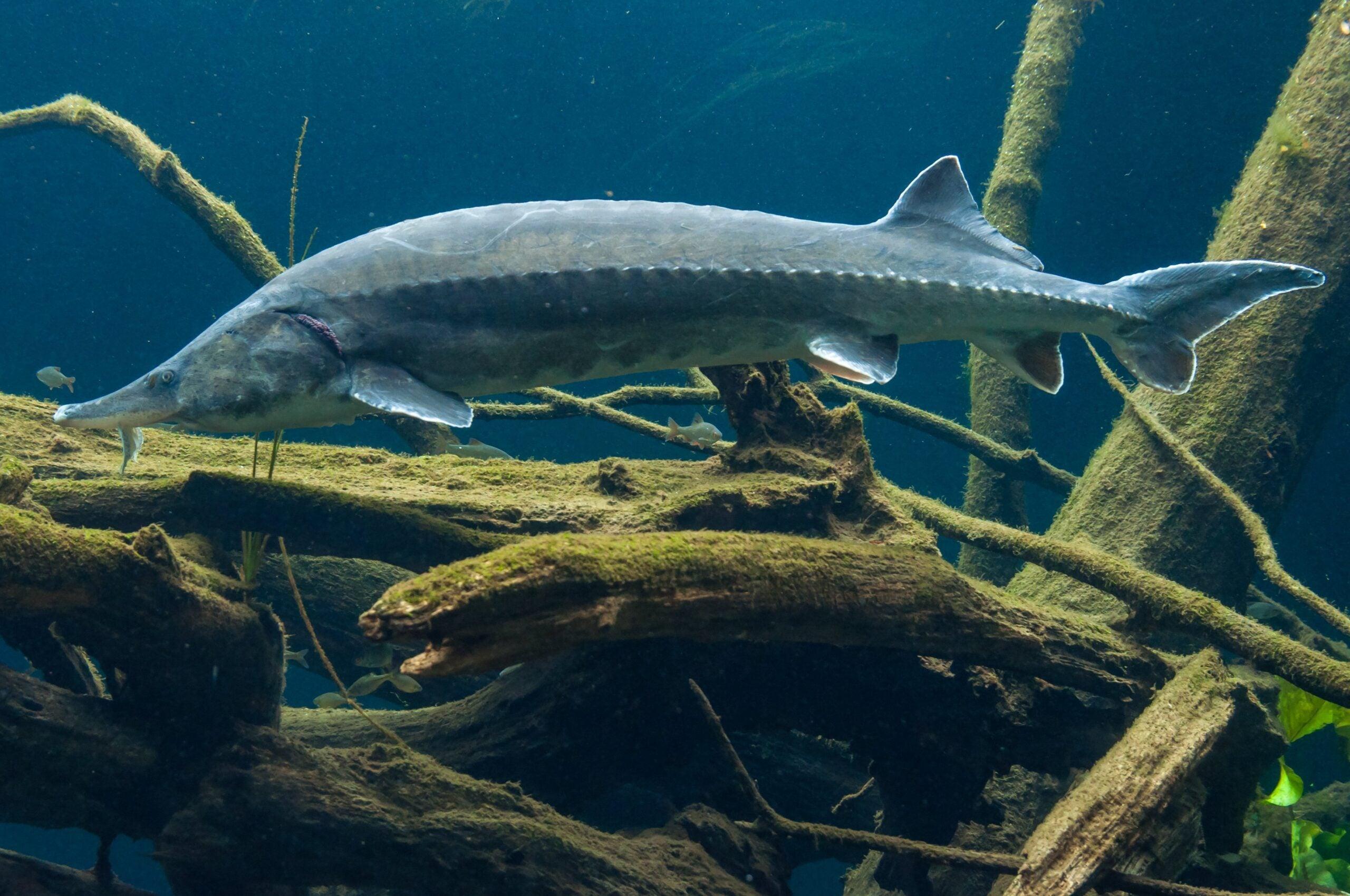 Beluga_Sturgeon