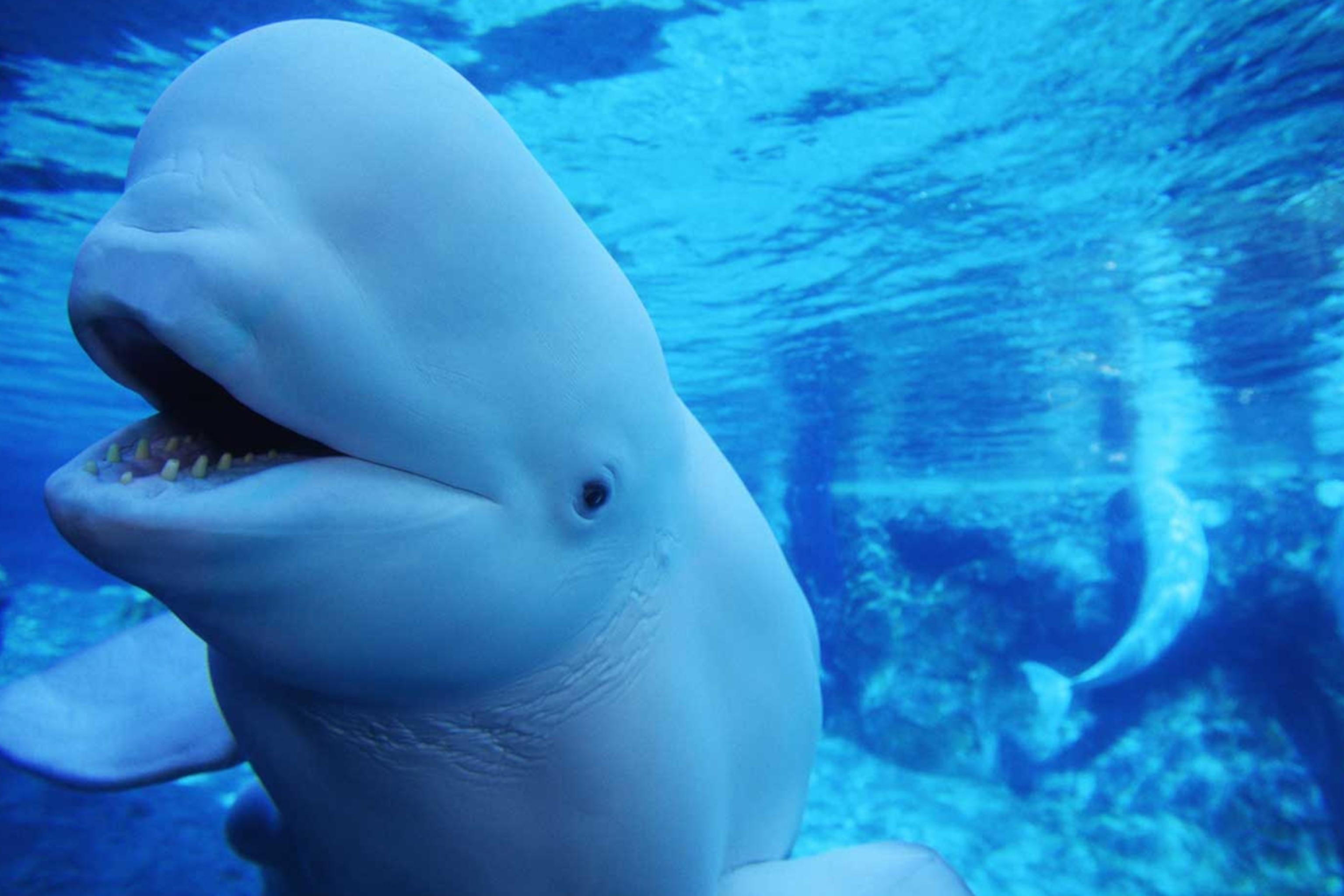 Beluga_Whale