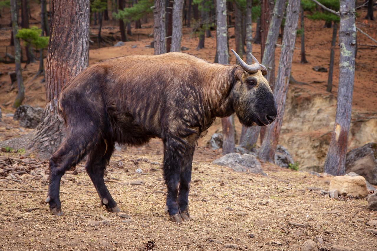 Bhutan_Takin