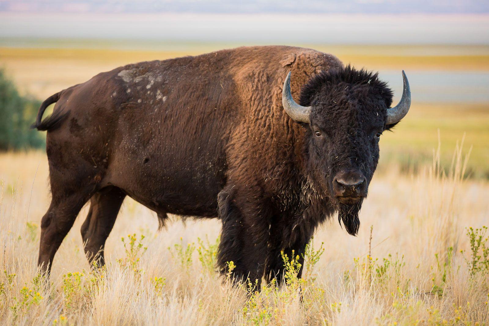 Bison