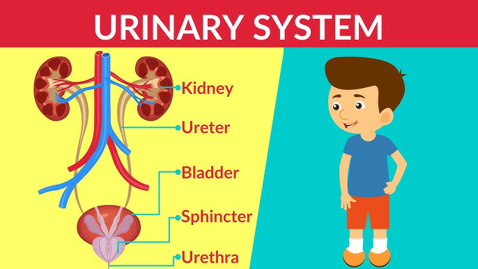 Bladder and Urinary System