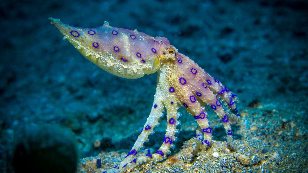 Blue-Ringed_Octopus