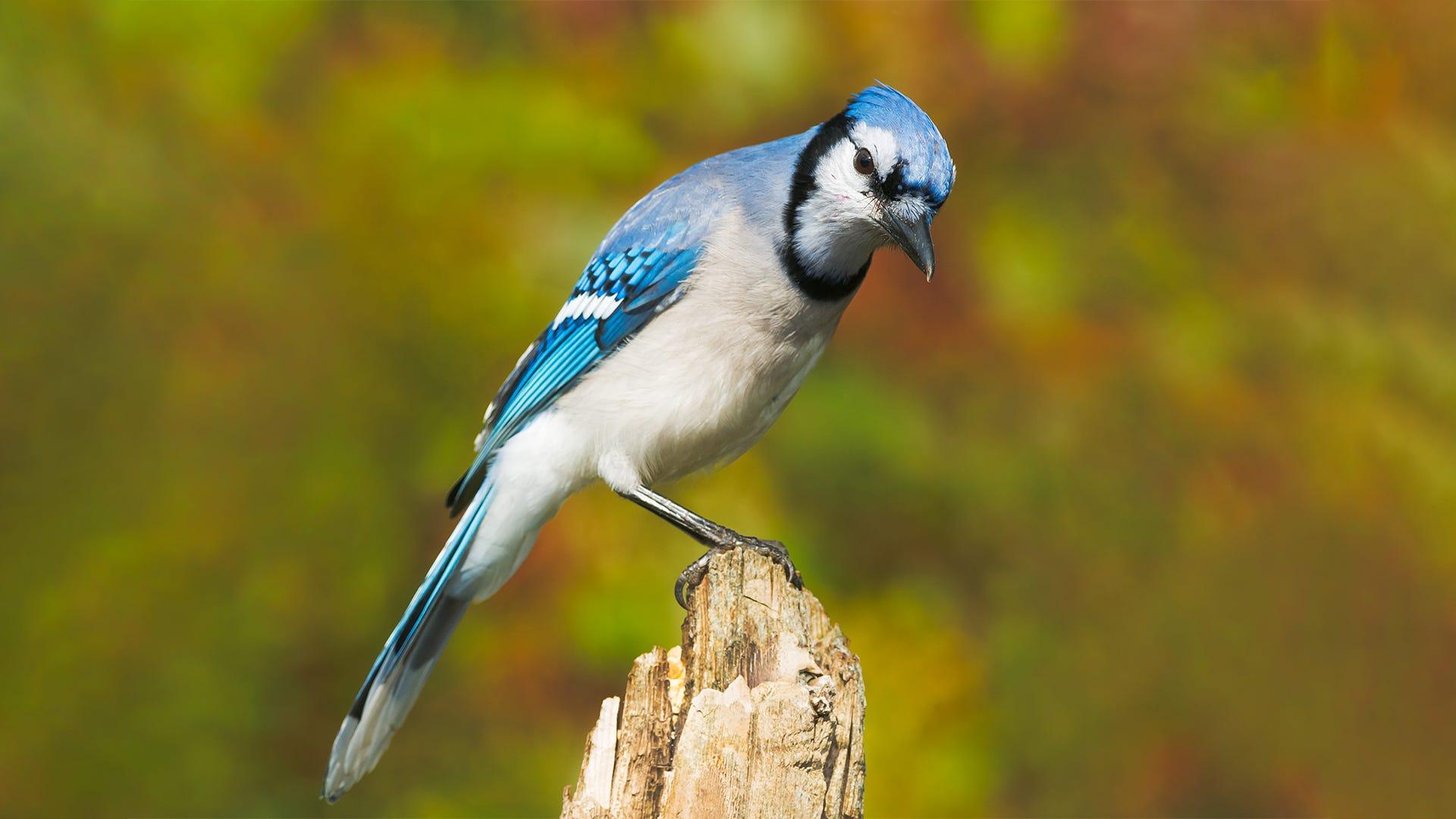 Blue_Jay