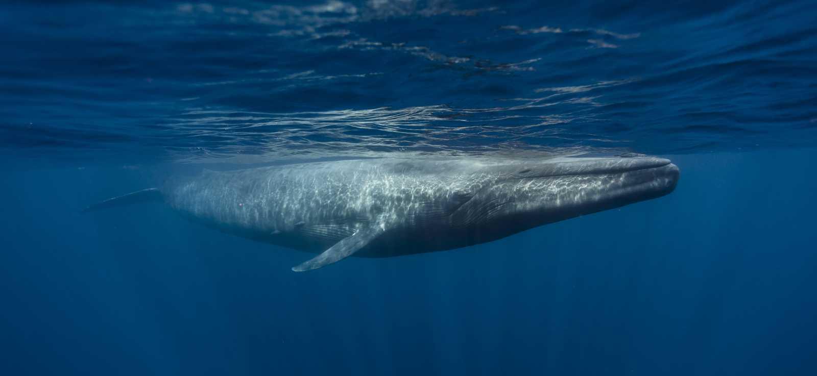 Blue_Whale