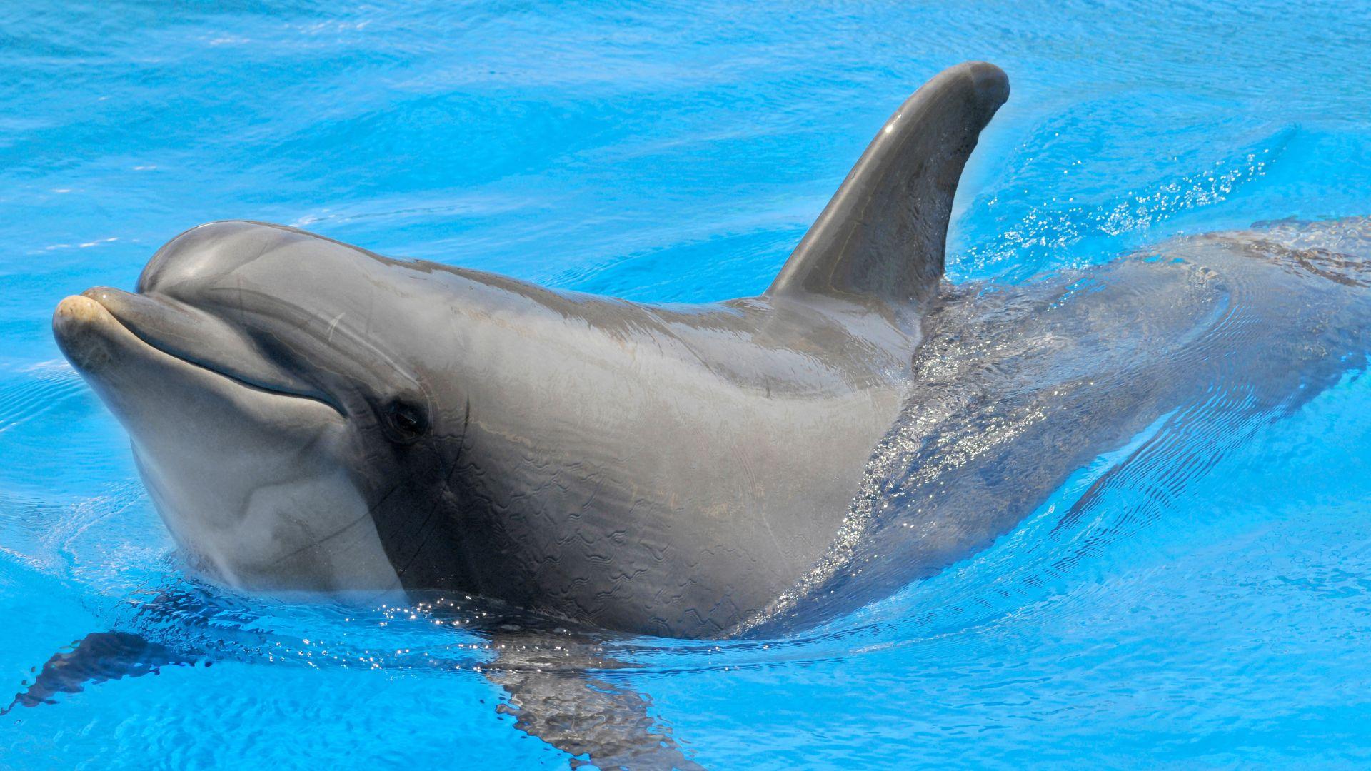 Bottlenose_Dolphin