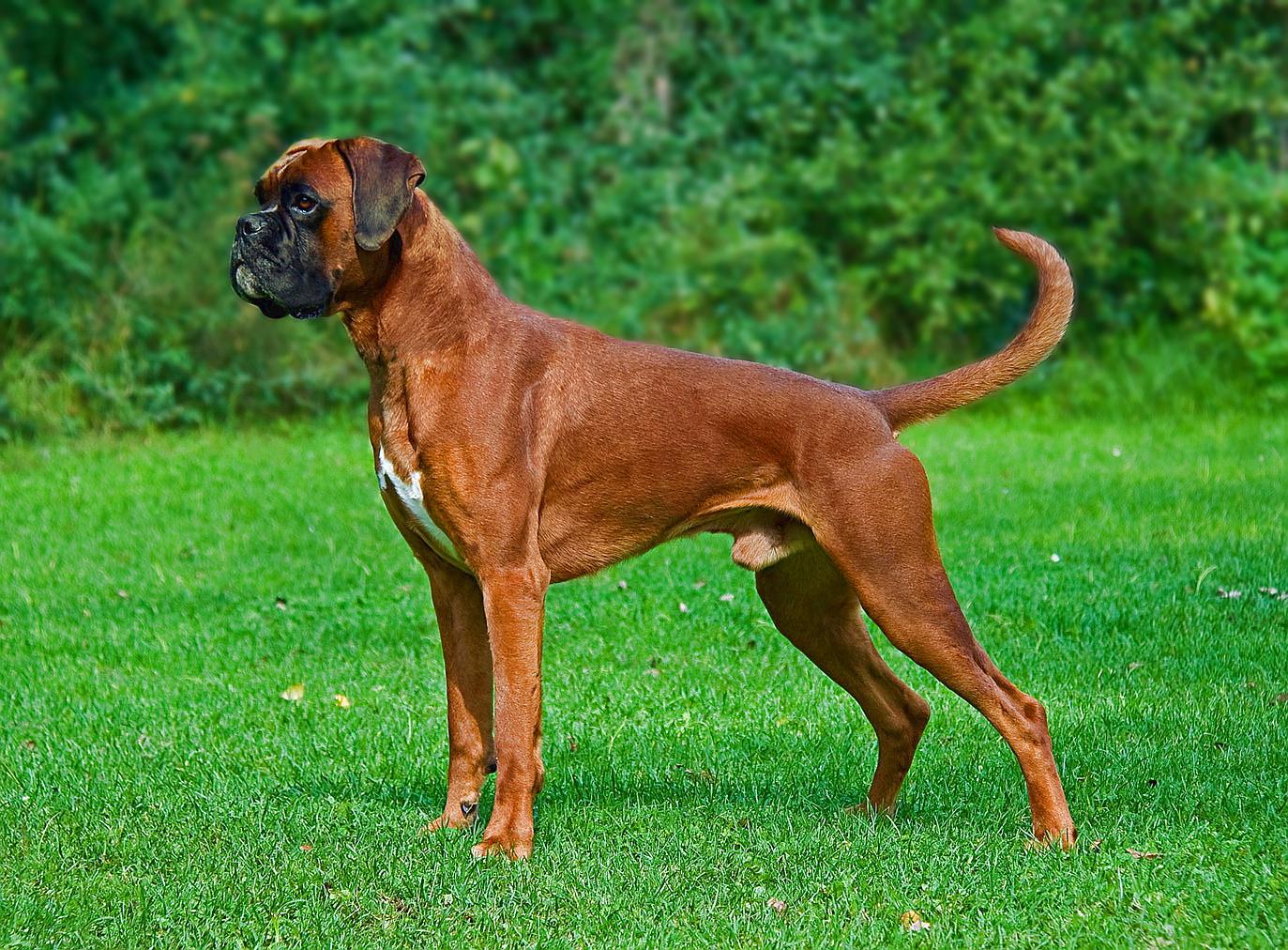 Boxer_Dog