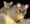 Brushtail_Possum