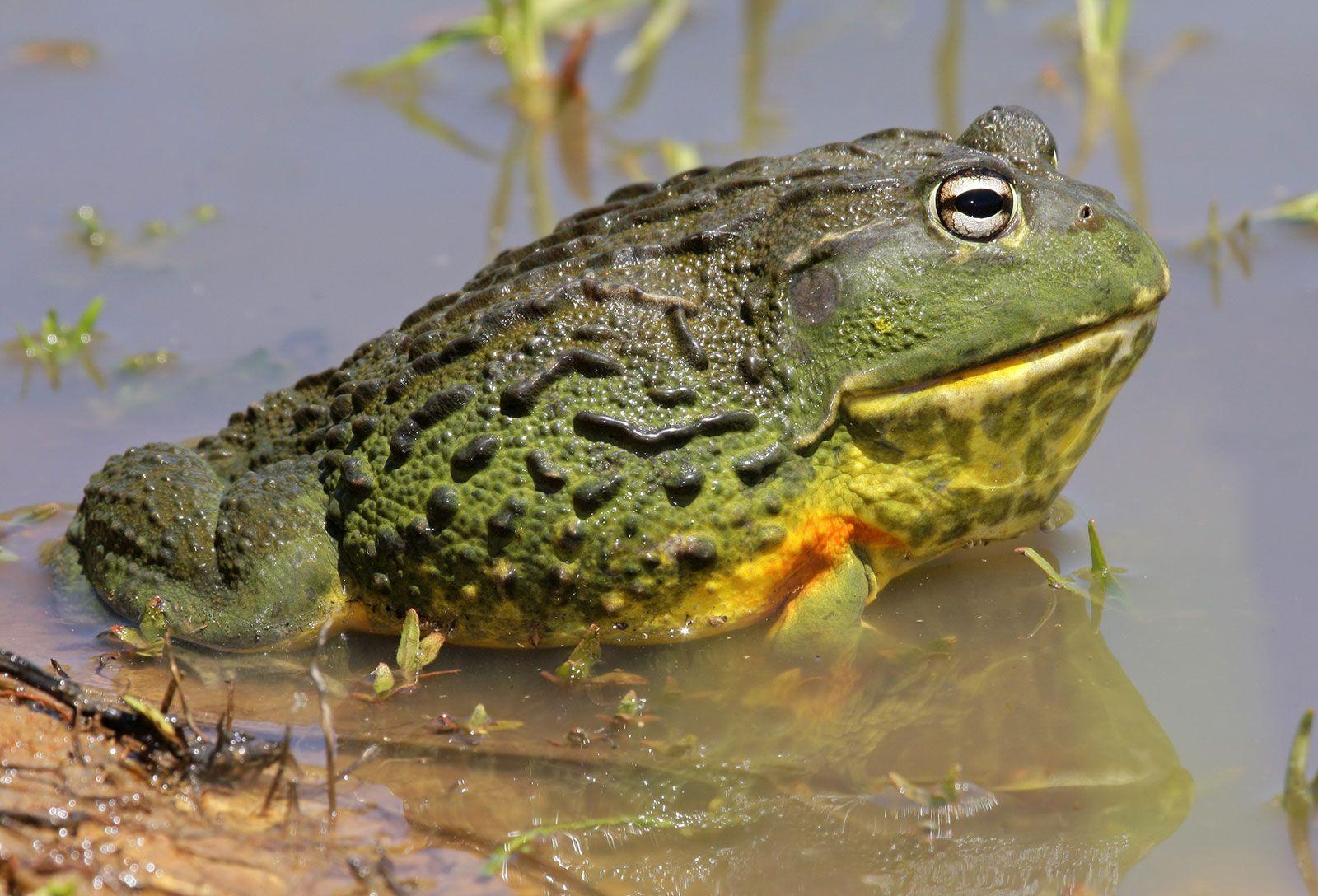 Bullfrog