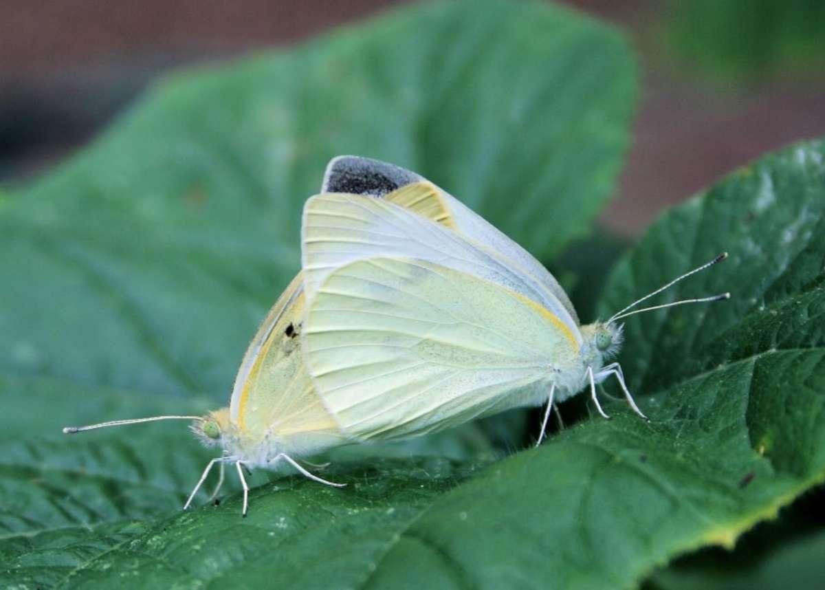 Cabbage_Moth