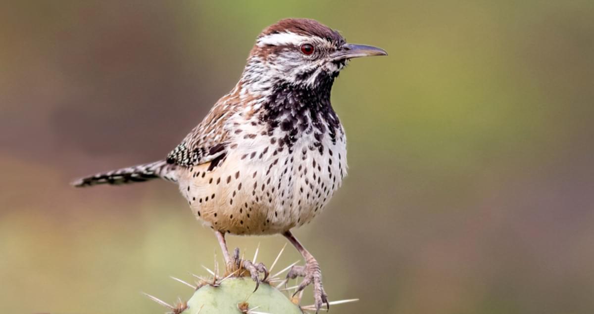 Cactus_Wren