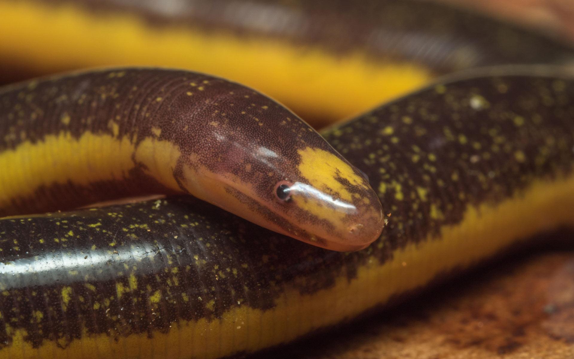 Caecilian