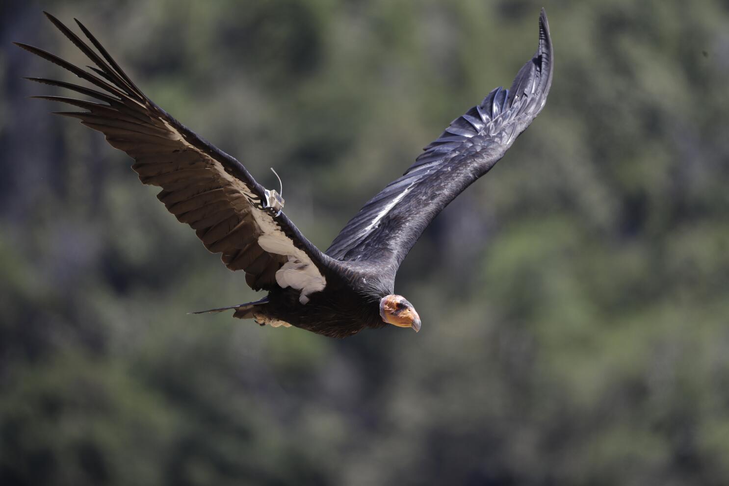 California_Condor