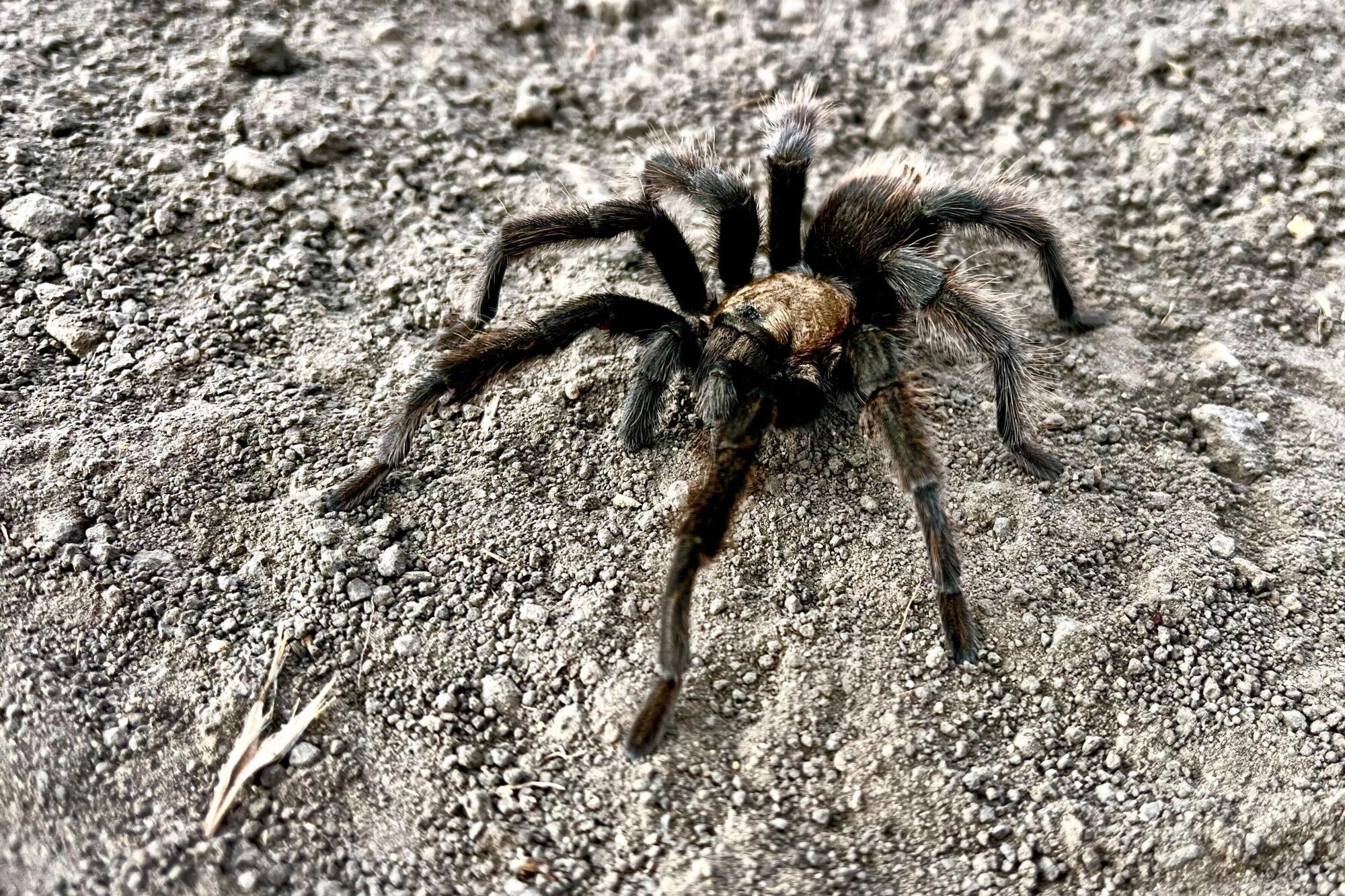 California_Tarantula