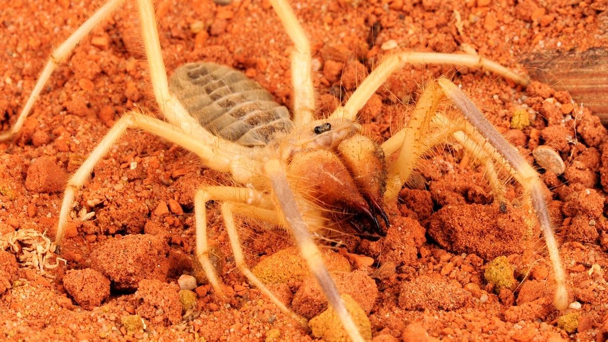 Camel_Spider