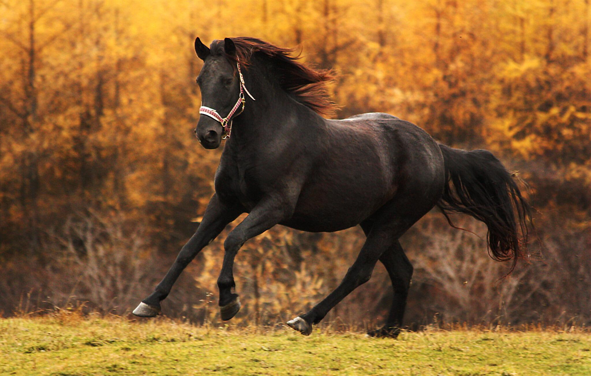 Canadian_Horse