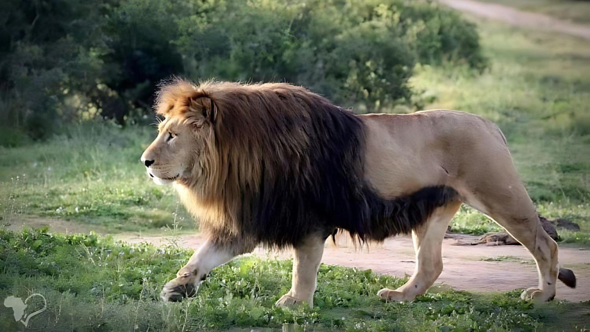 Cape_Lion