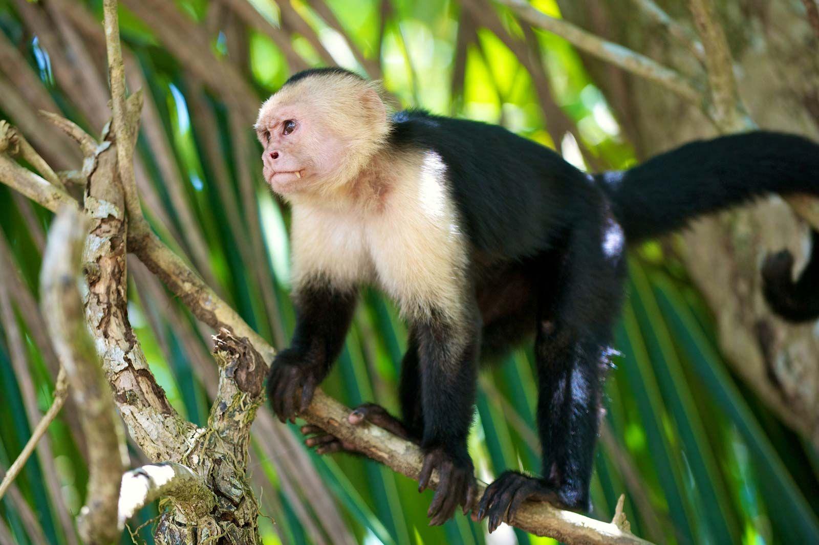 Capuchin